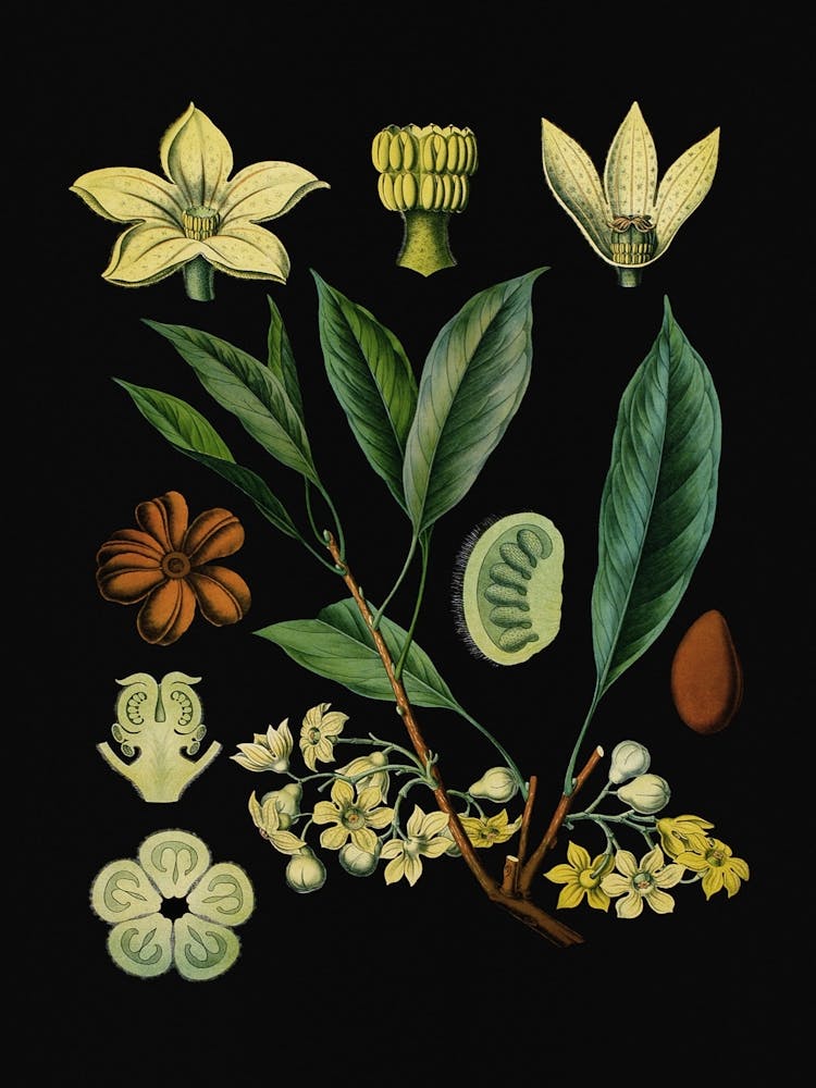 Vintage Bollmann 4 Kolabaum