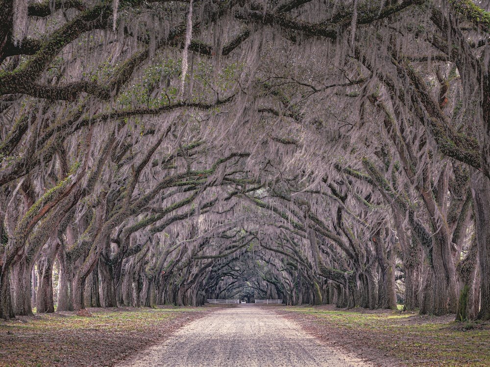 Oaks Avenue
