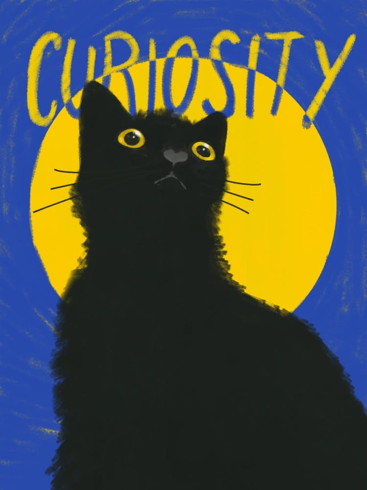 Curiosity Black Cat