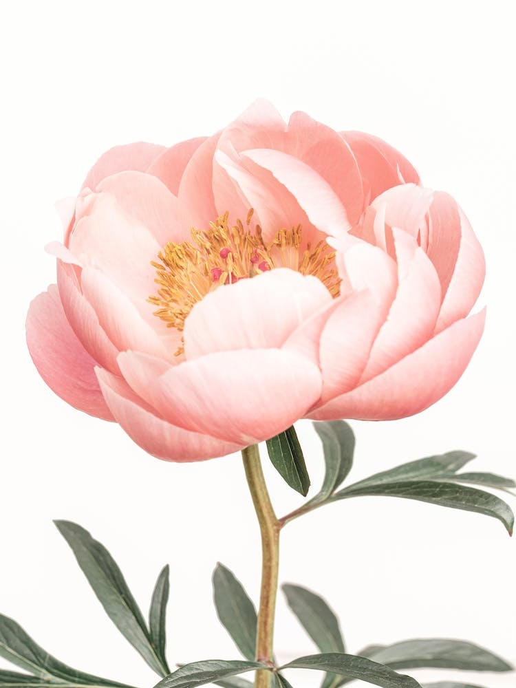 Coral Peony
