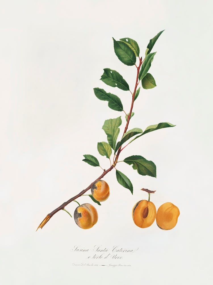 Apricot (Prunus Sanctae Catherinae) From Pomona Italiana (1817 -1839), Giorgio Gallesio
