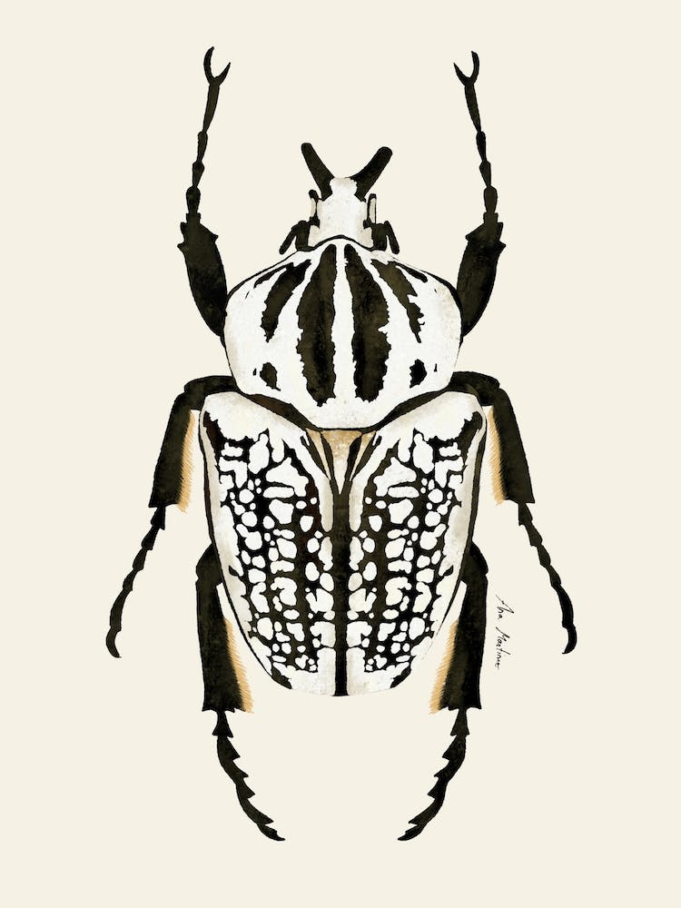 Black And White Beetle