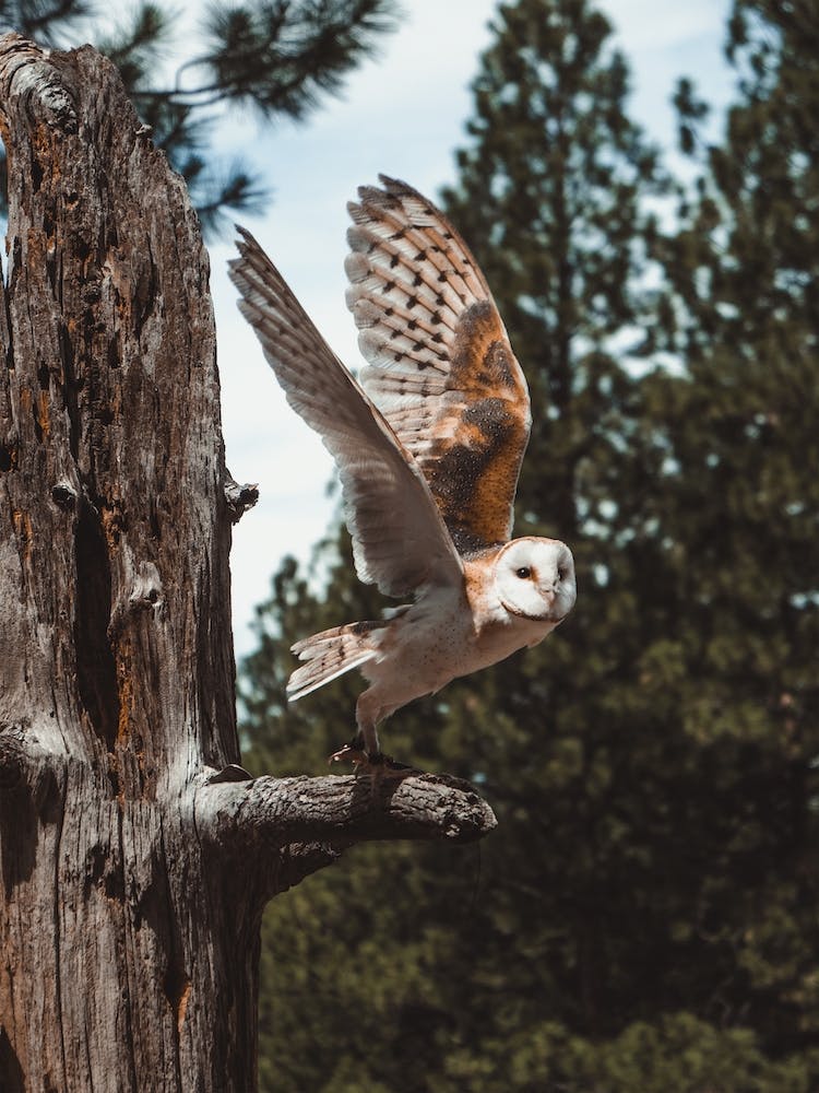 Barn Owl Flying