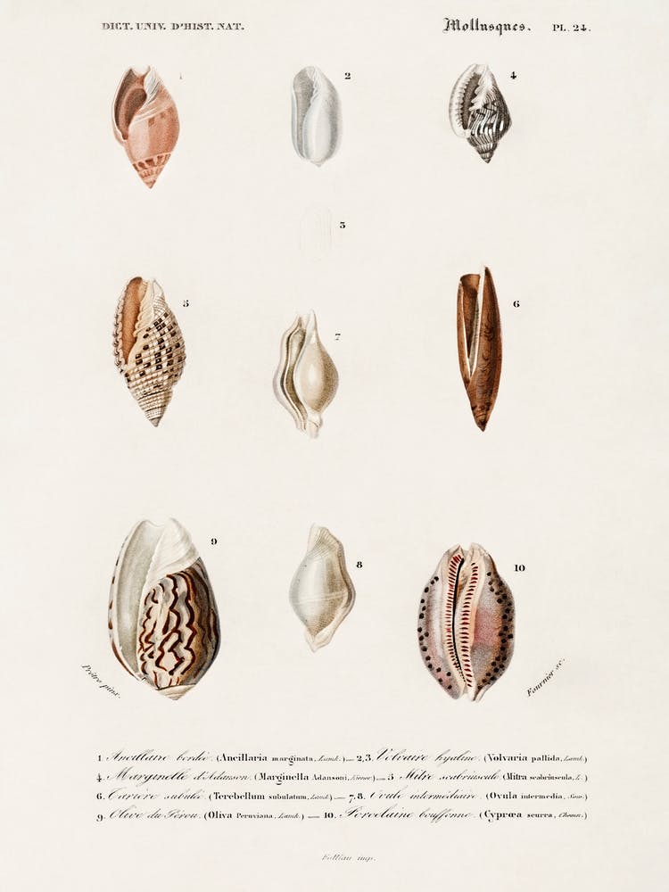 Different Types Of Mollusks, Charles Dessalines D'Orbigny 5