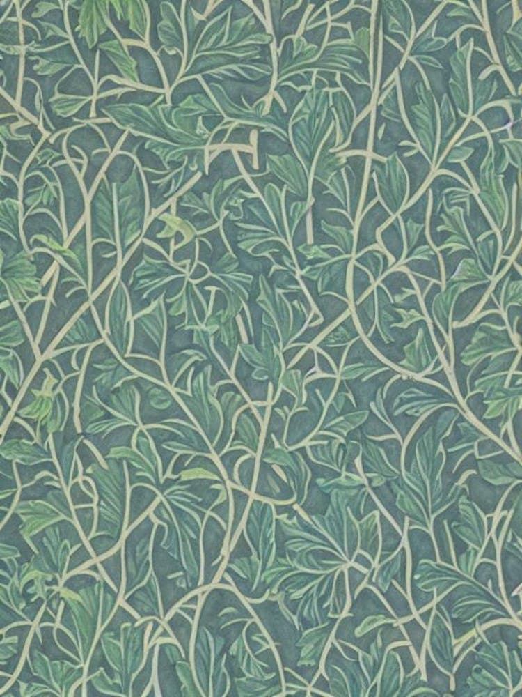 American Basswood 1 tree Vintage Botanical