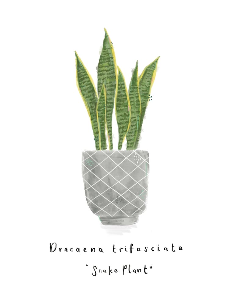 Snake Plant