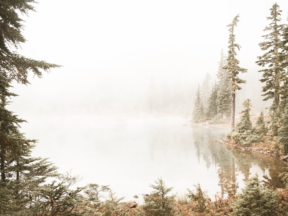 Misty Forest Pond