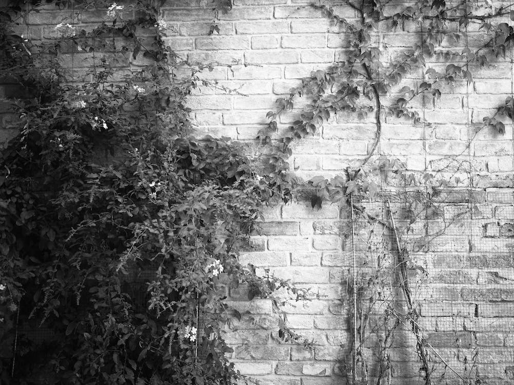 Venezia E Una Citta Verda 02