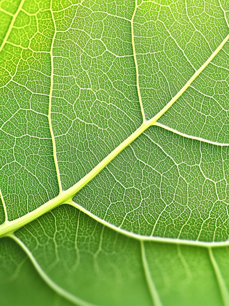 Close Up Of A Leaf 2
