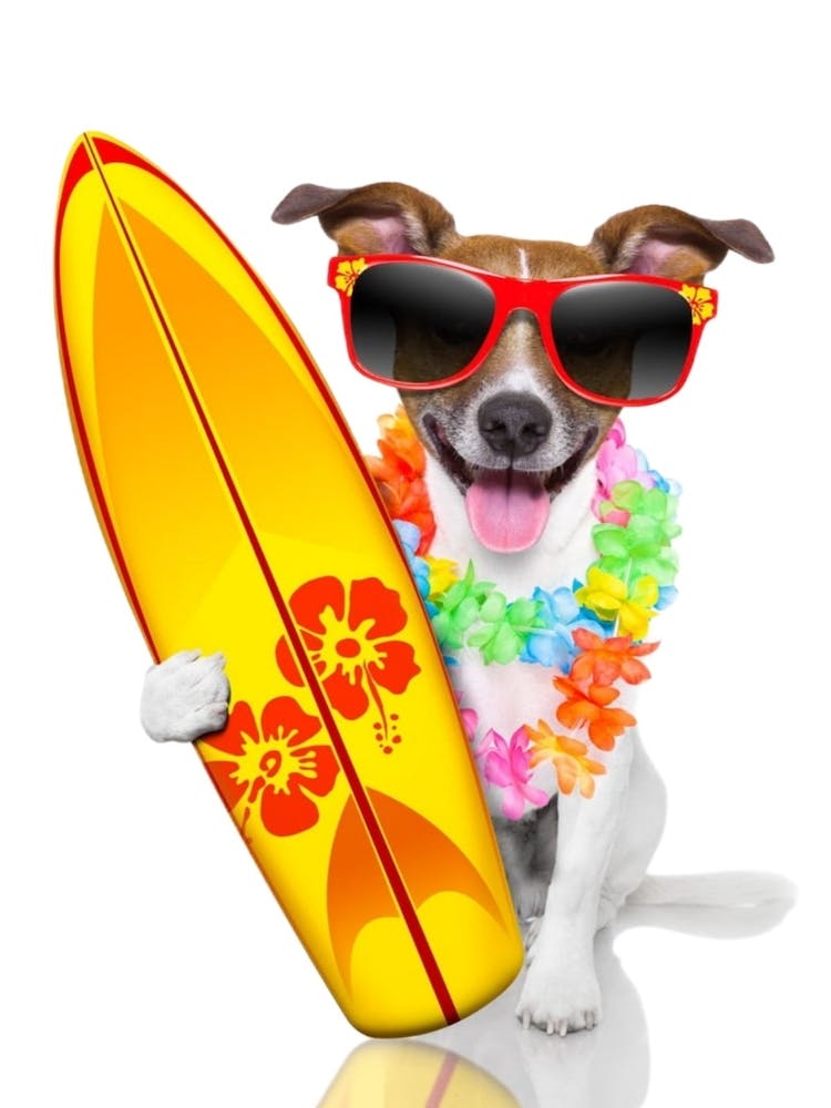 Funny Dog Playing Surfing Wearing Glasses