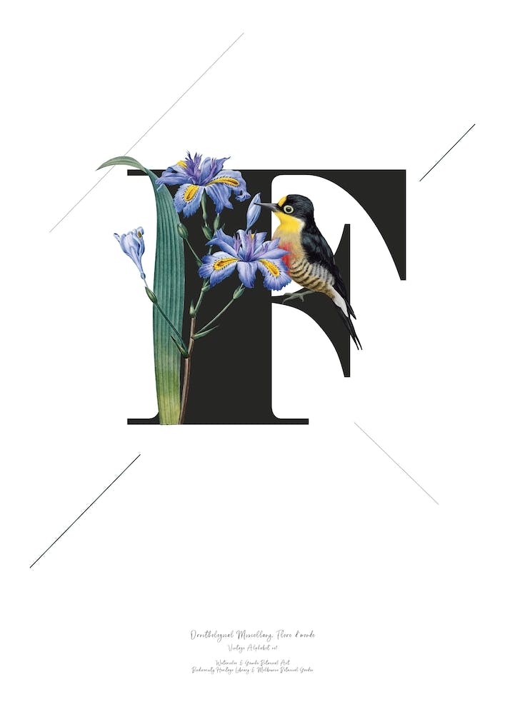 Botanical Alphabet F