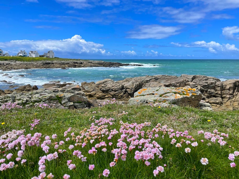 Fleurs Roses Au Bord de la Mer