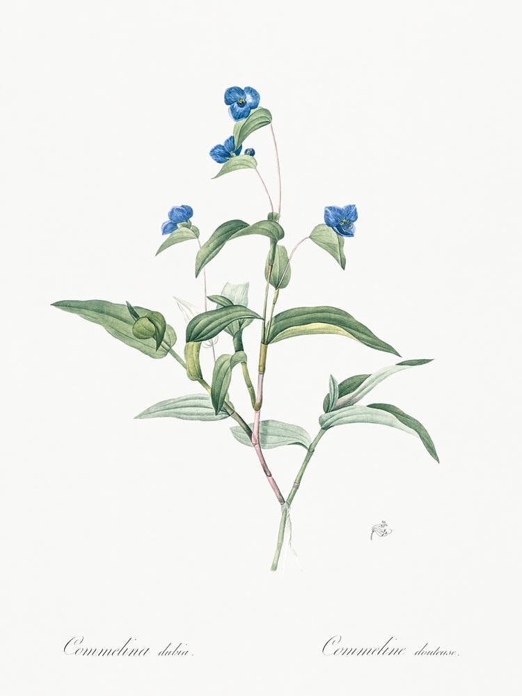 Blue Spiderwort, Pierre Joseph Redoute