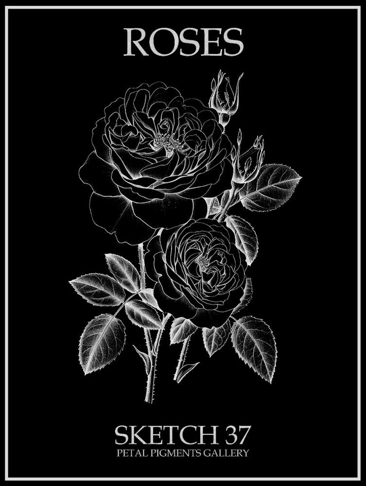 Roses Sketch 37 Poster Inverted