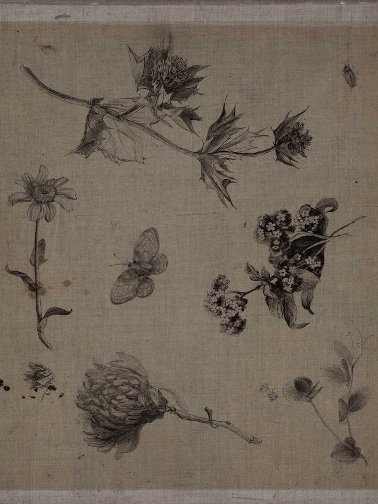 Flowers And Butterflies 1