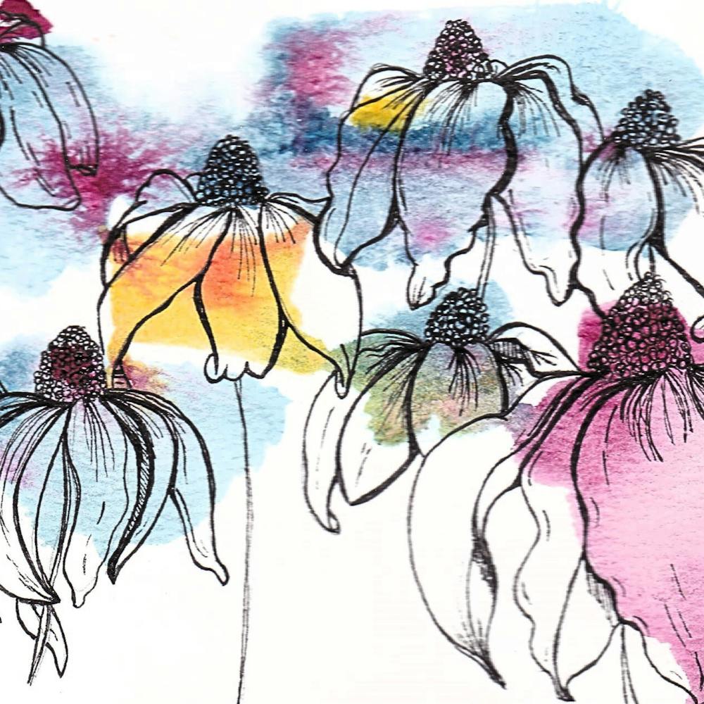 Watercolor Echinacea