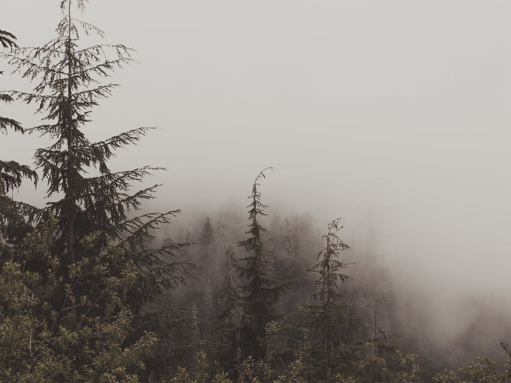 Rustic Foggy Forest