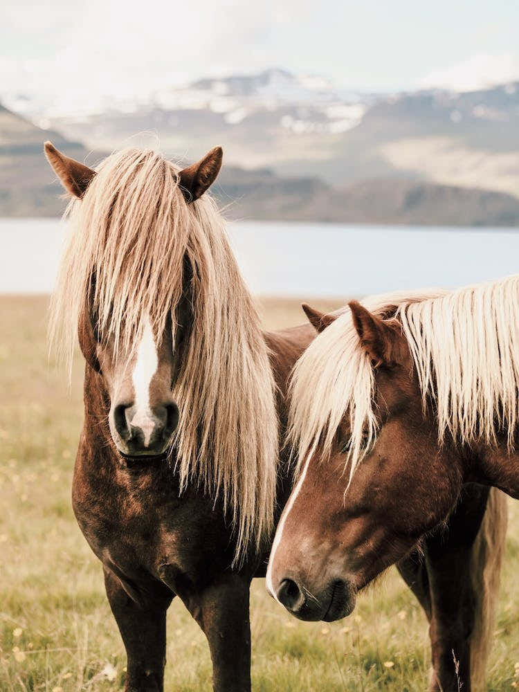 Pair Of Shaggy Horses