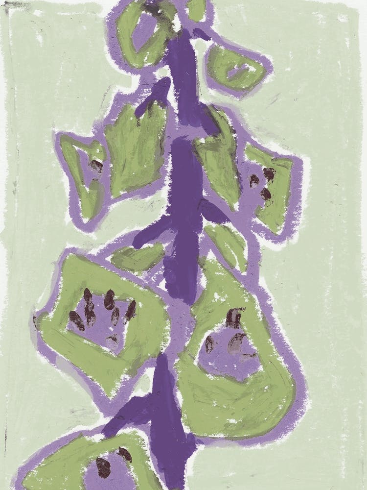 Foxglove