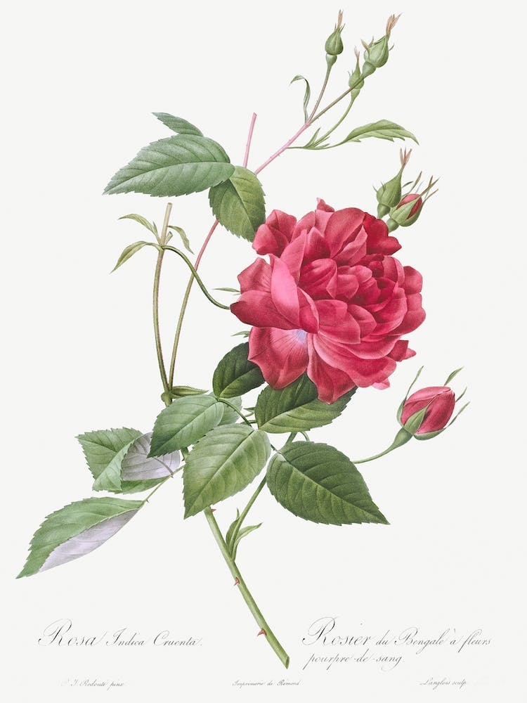 Blood Red Bengal Rose, Rosa Indica Cruneta From Les Roses, Pierre Joseph Redouté