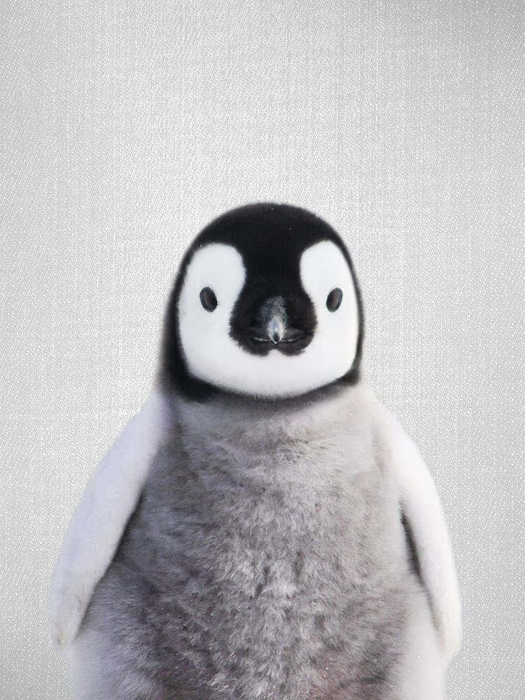 Baby Penguin