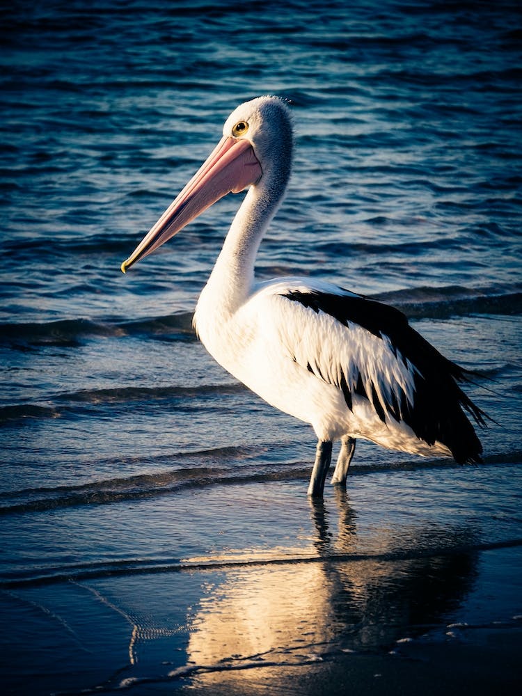 The Pelican
