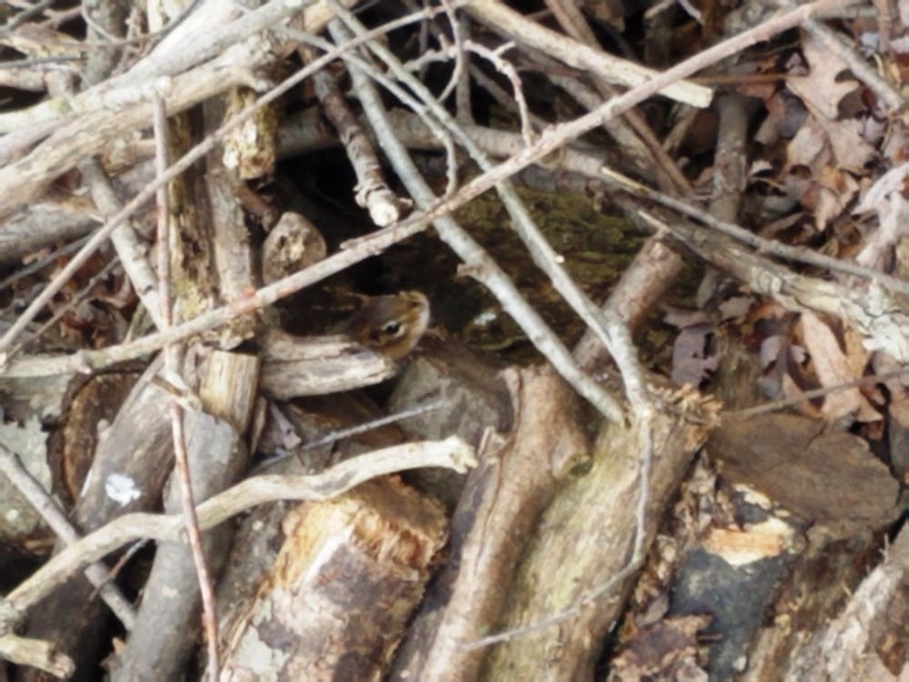 Chipmunk In The Brush