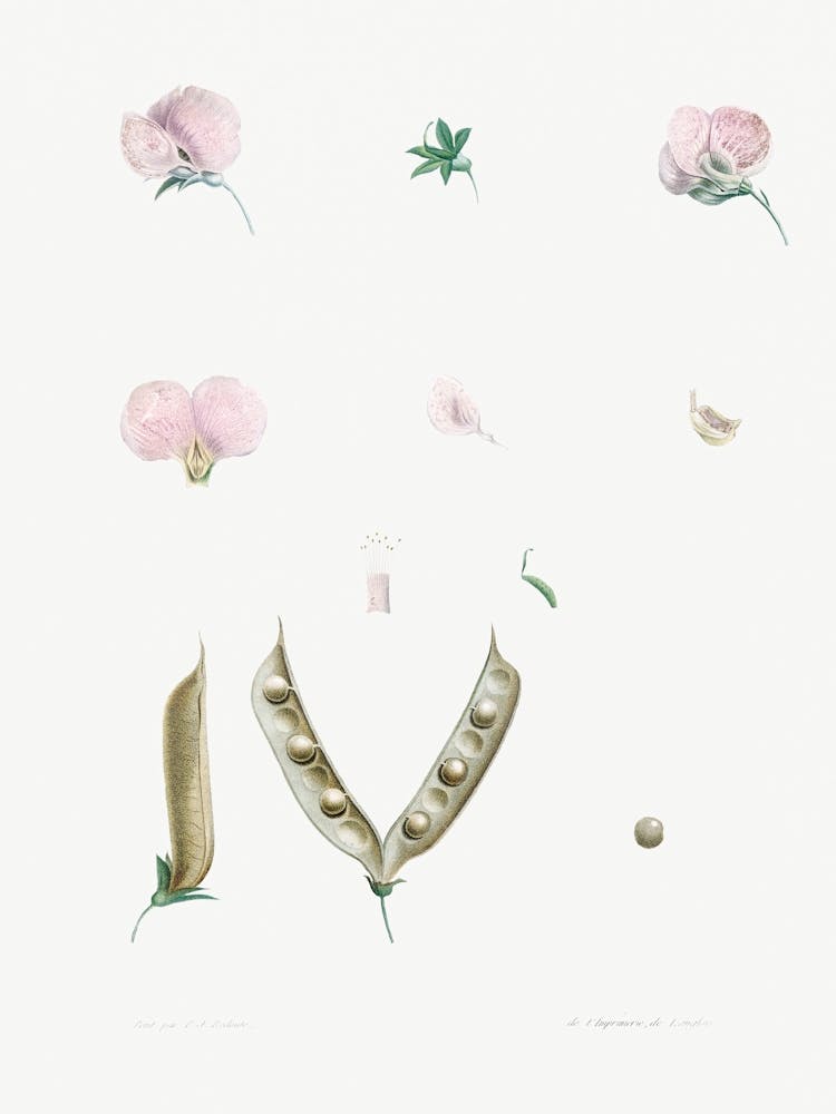 Butterfly Pea Flower Parts, Pierre Joseph Redoute