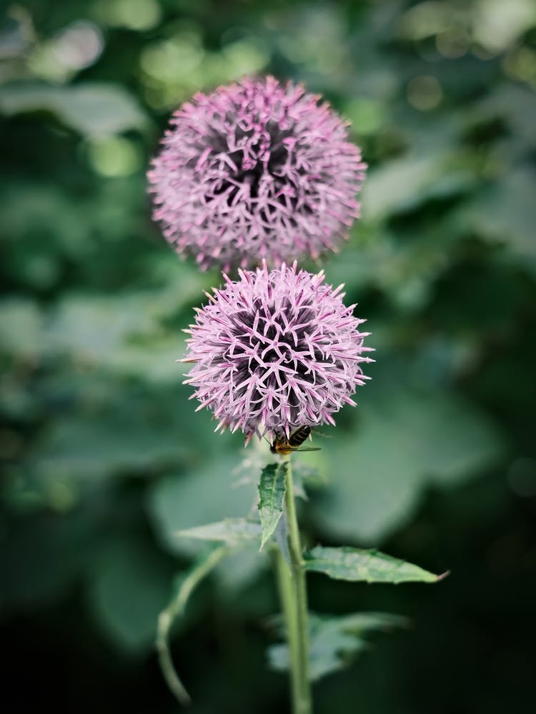 Little Bee On Purple Flower // Nature Photography