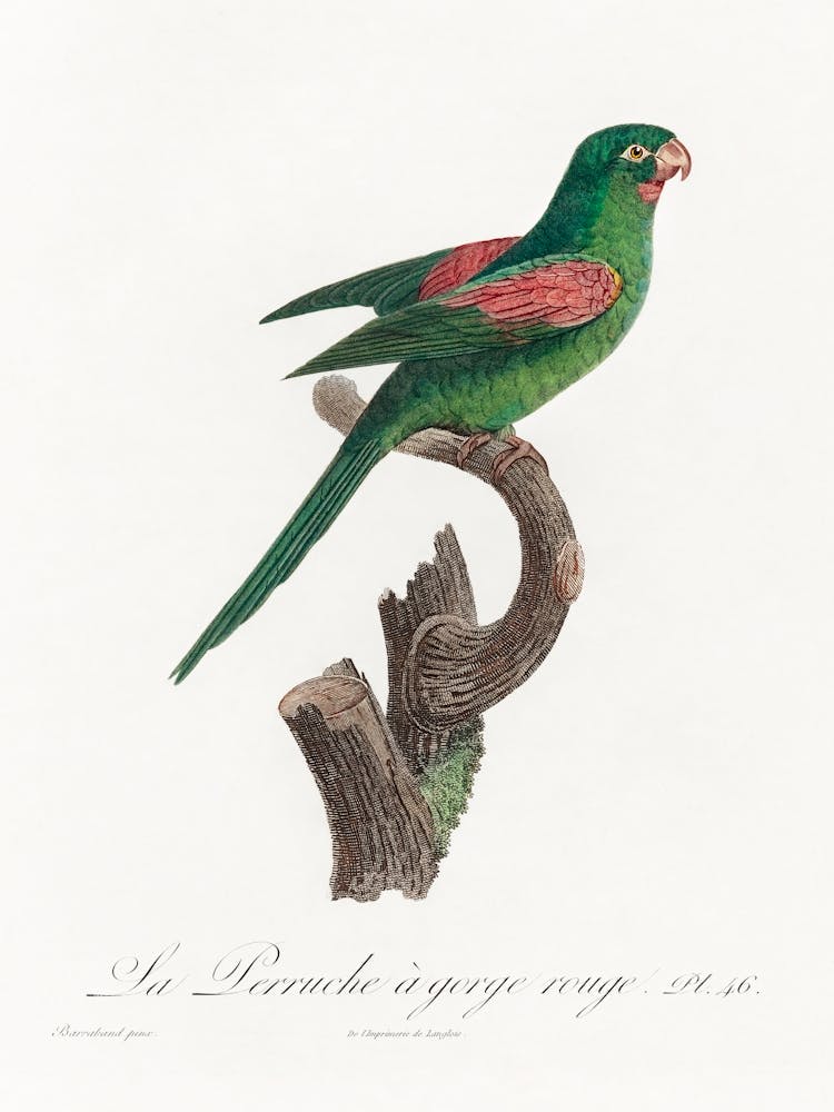 The Red Throated Parakeet From Natural History Of Parrots, Francois Levaillant
