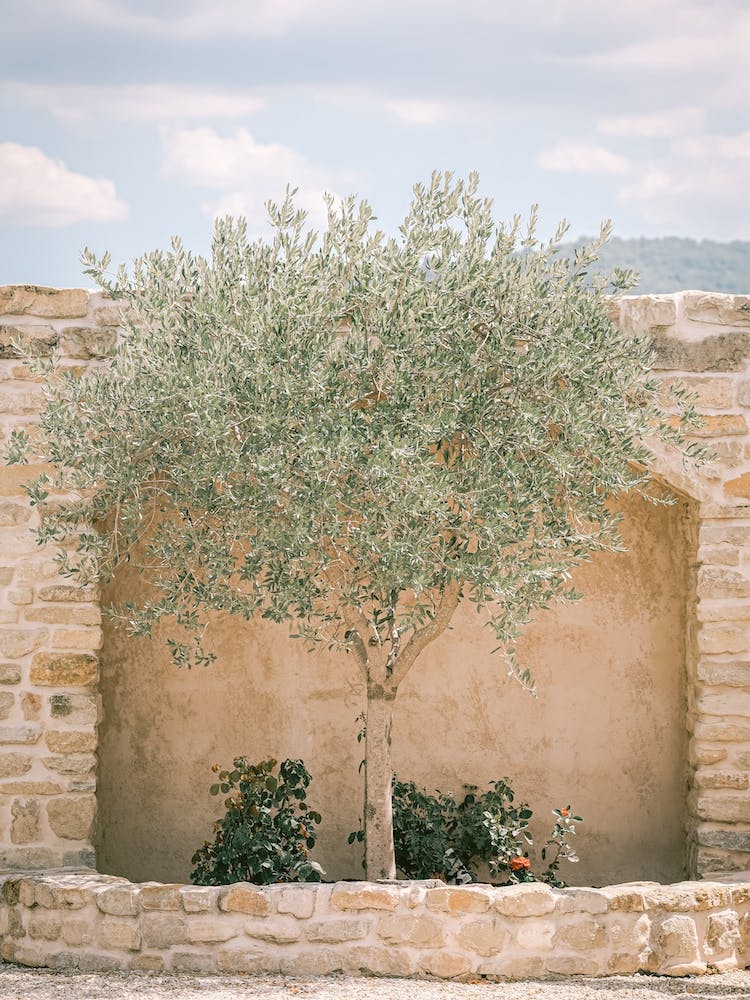 Olive Tree In The Sun
