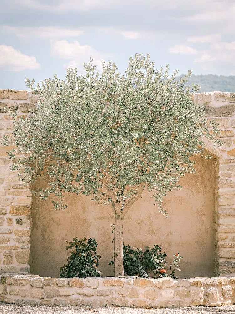 Olive Tree In The Sun