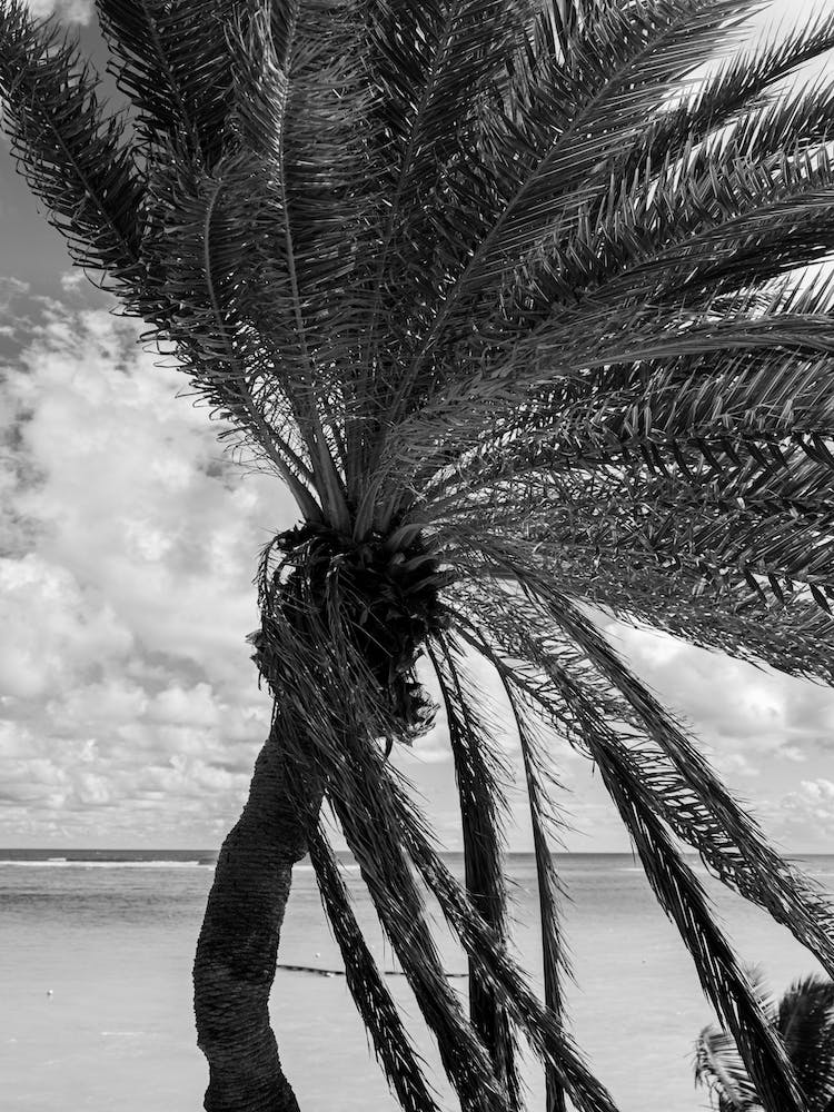 Textured Palm