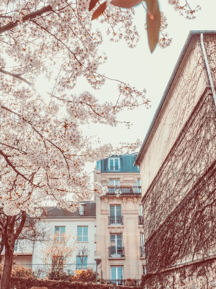 Flowers Corner In Paris