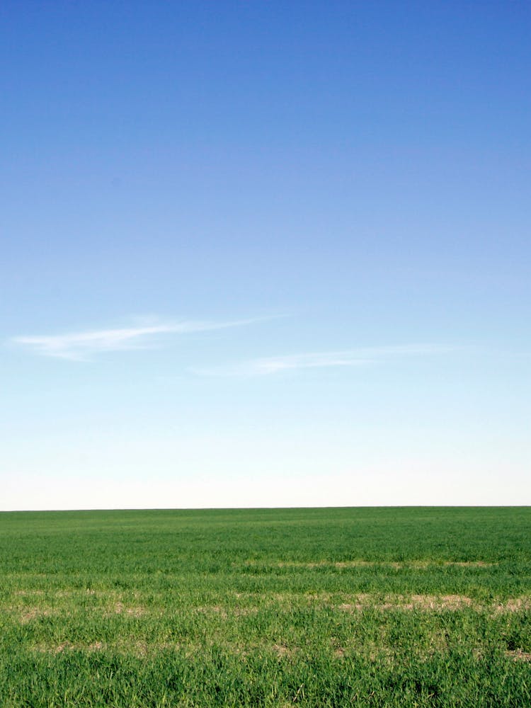 Prairie Field