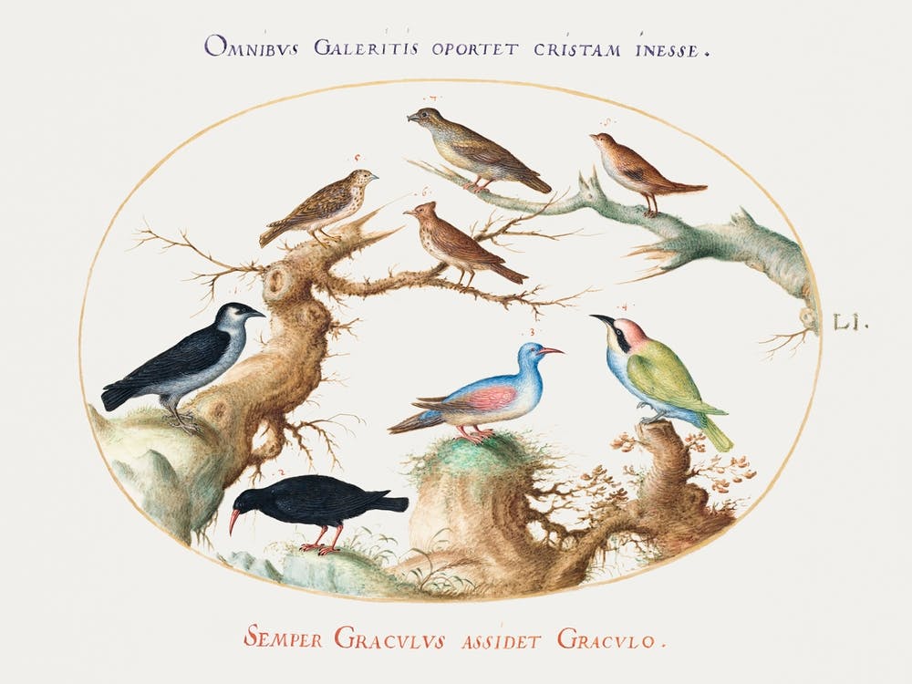 Cross Beak, Chough, Bee Eater, And Other Birds (1575–1580), Joris Hoefnagel