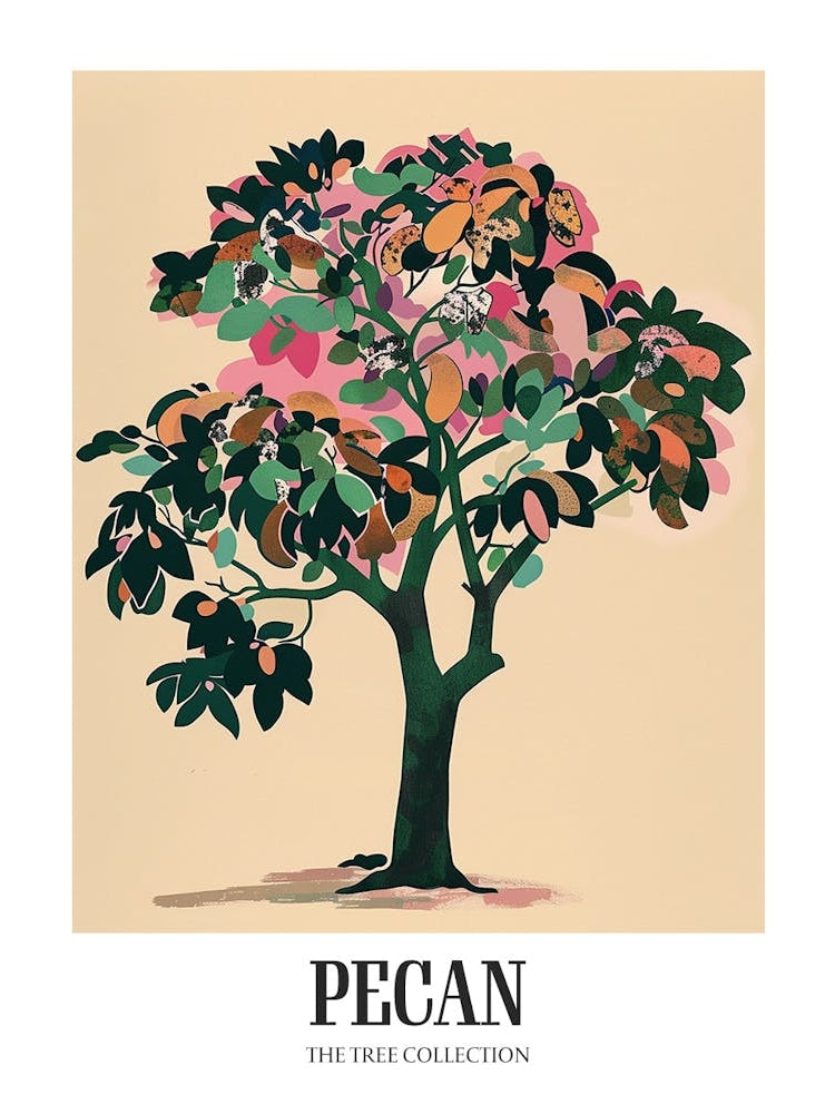 Pecan Tree Colourful Illustration 3 Poster
