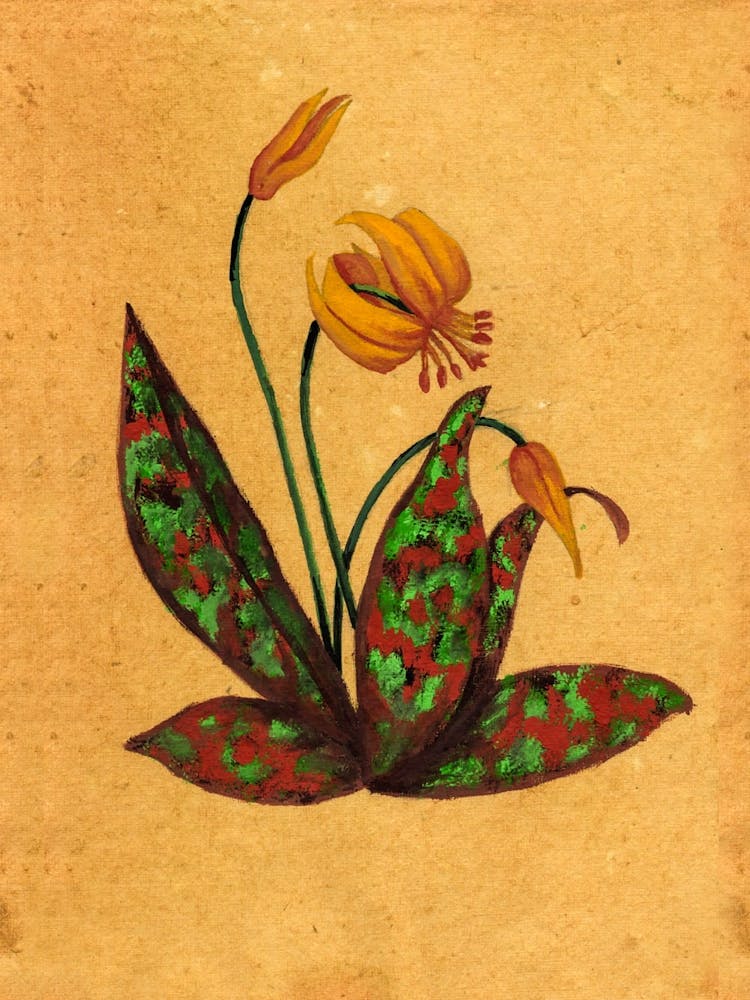 Trout Lily Country Wildflower