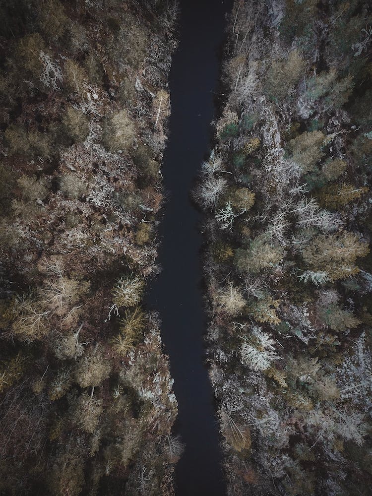 Aerial Forest Creek