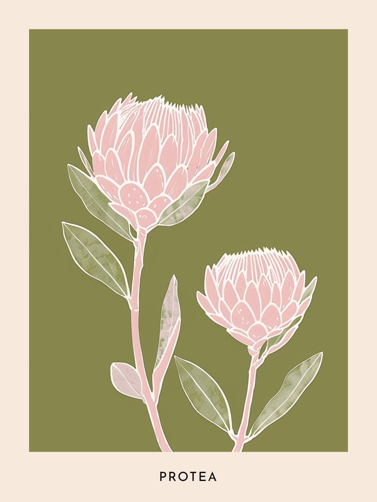 Pink & Green Protea 1 Flower Poster