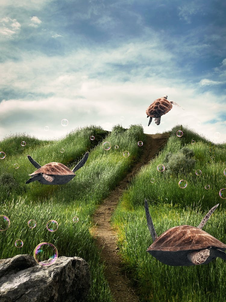 Turtles in the Green Fields