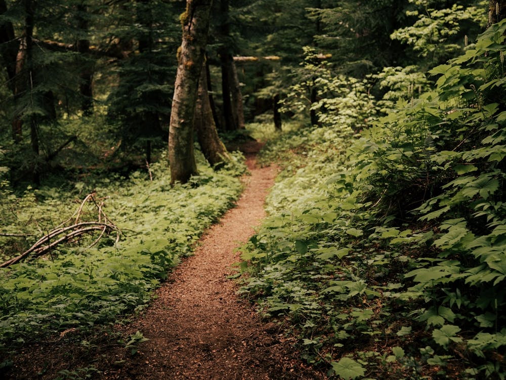 An Oregon Trail II