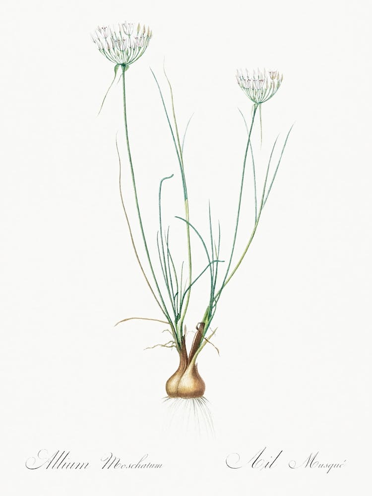 Allium Moschatum Illustration From Les Liliacées (1805), Pierre Joseph Redoute