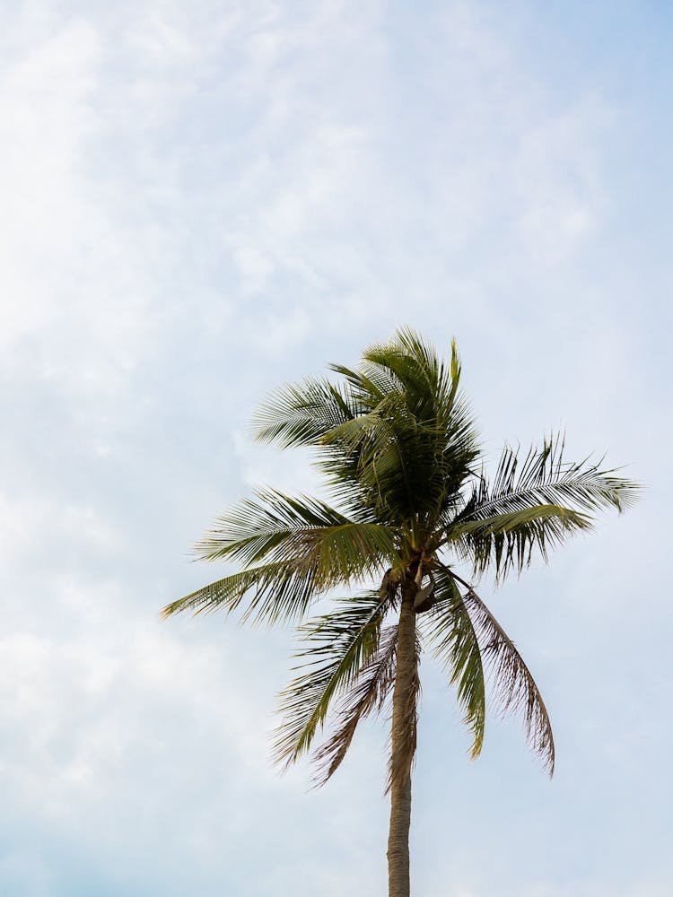 Palm Tree On The Beach |Blue sky |Thailand | Koh Samui