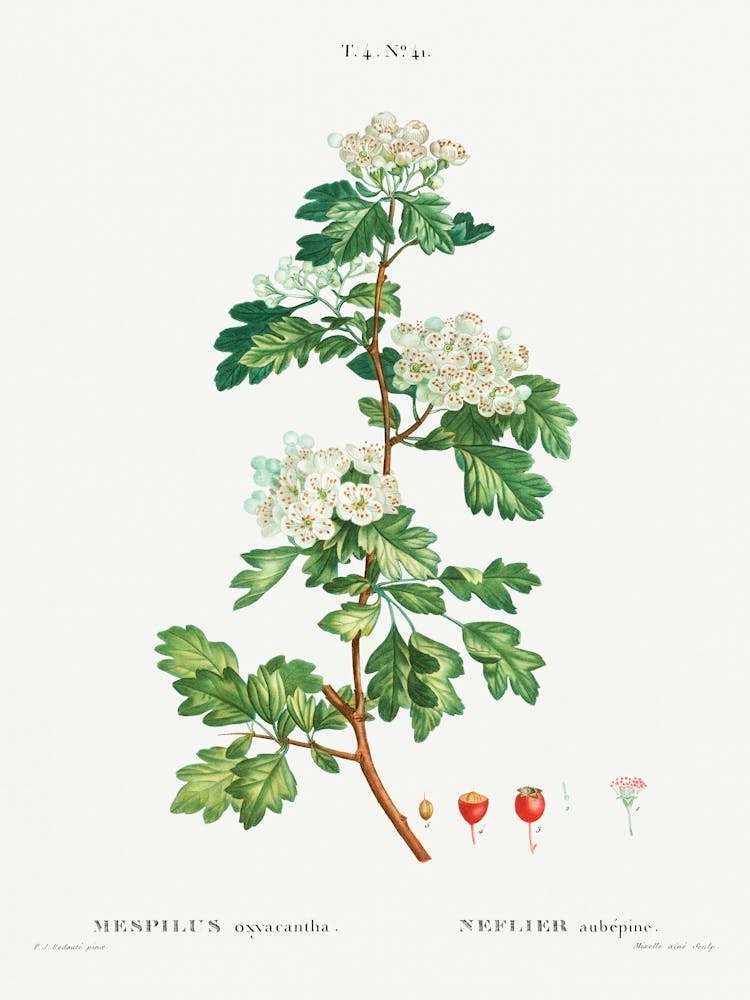 Midland Hawthorn, Pierre Joseph Redoute