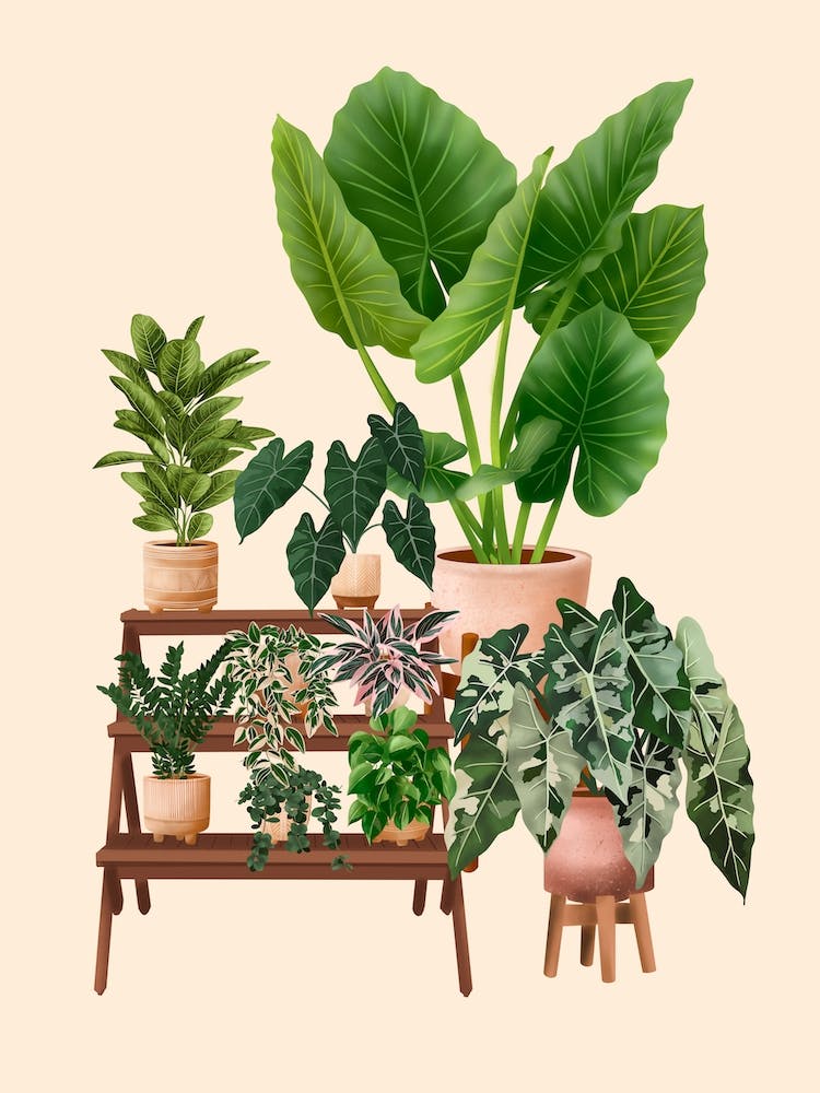 Plantes d'Intérieur 3