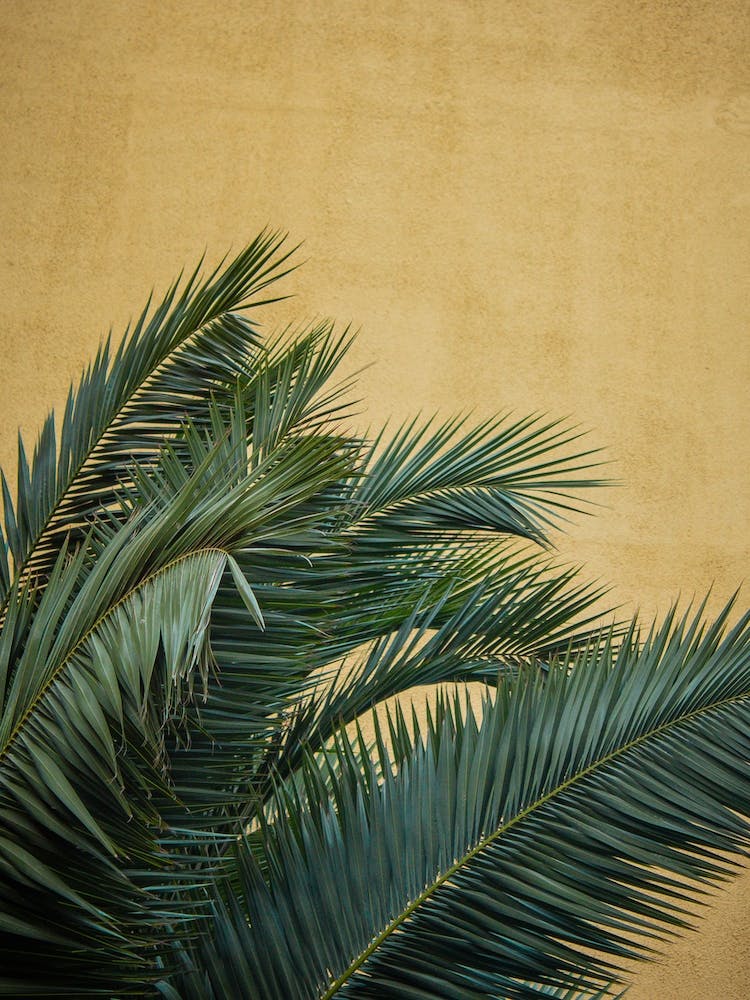Golden Palms