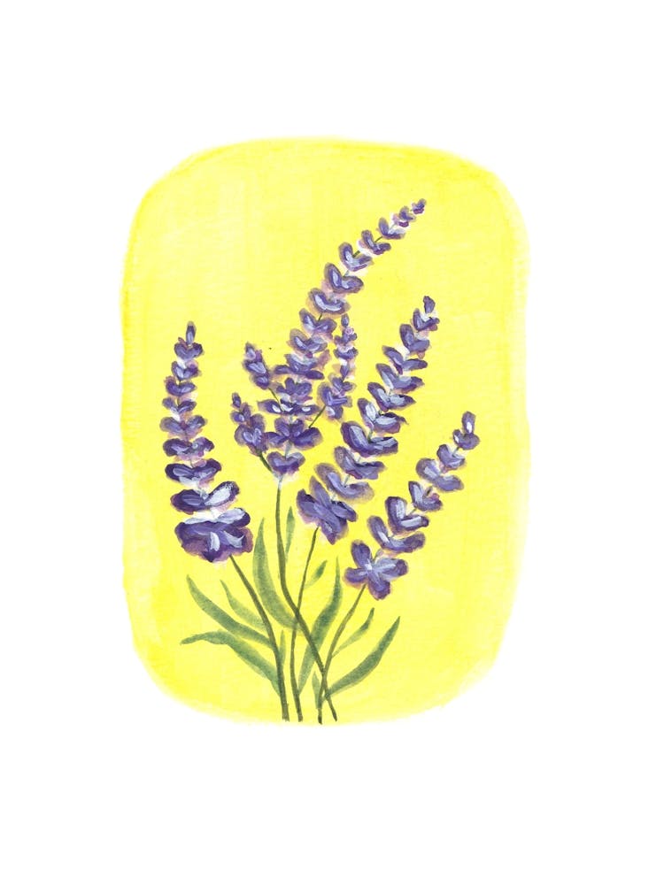 Lavender Flowers 1