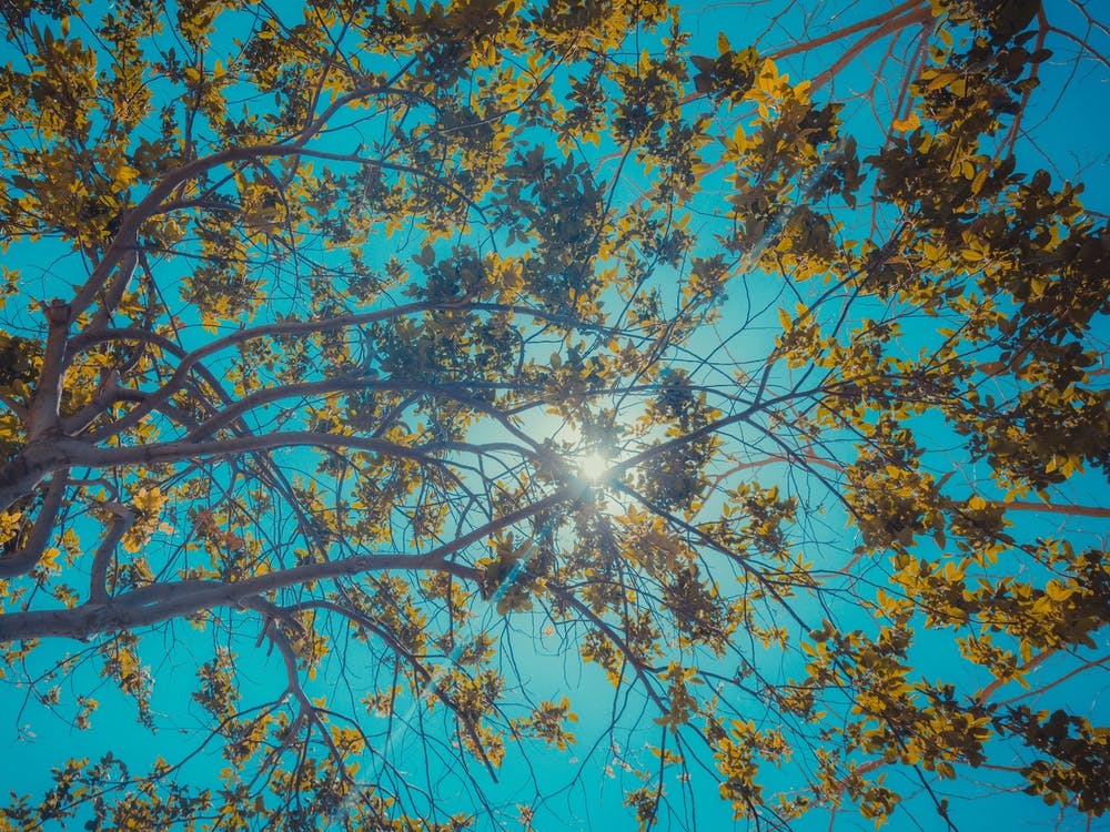 Sun Breaks Through The Branches Color 1