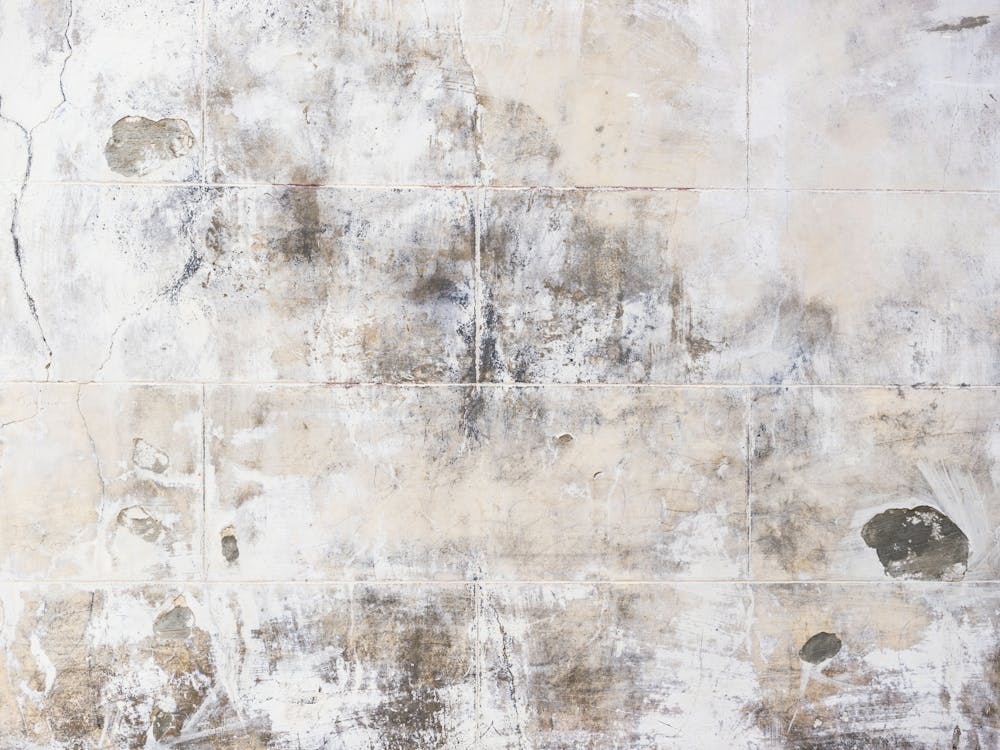 Moldy Wall